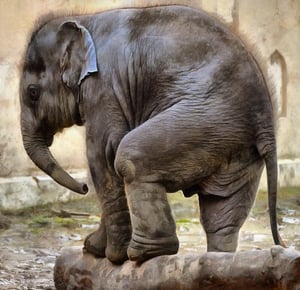 baby-elephant